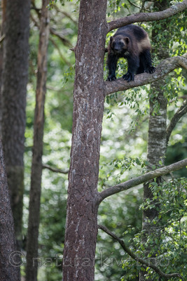 BB 12 0421 / Gulo gulo / Jerv